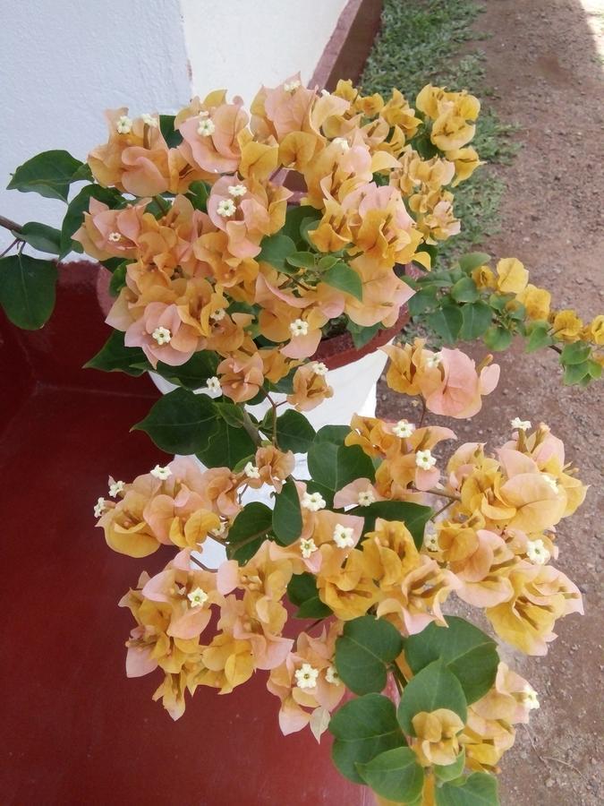 Bentota Orchid House Bed & Breakfast Екстериор снимка