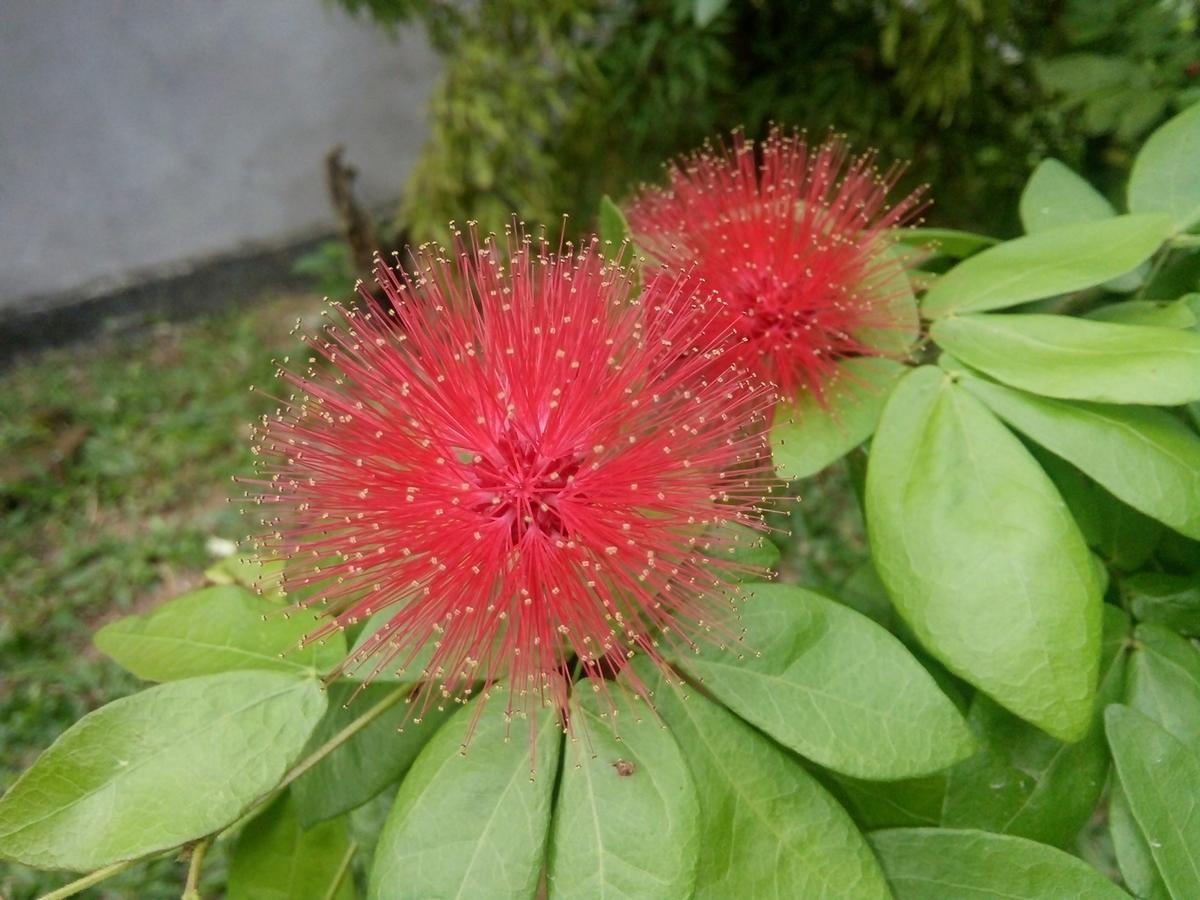 Bentota Orchid House Bed & Breakfast Екстериор снимка