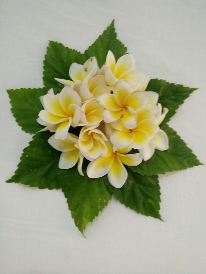 Bentota Orchid House Bed & Breakfast Екстериор снимка